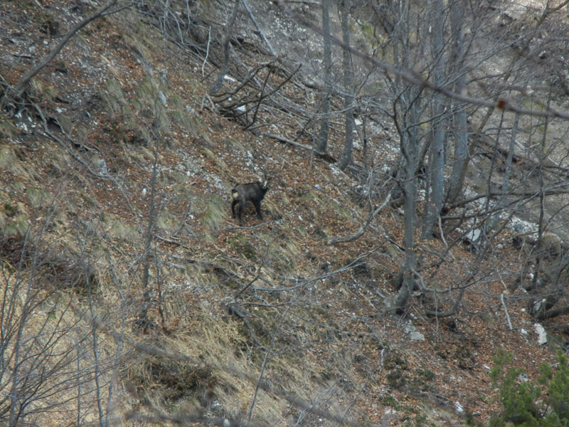 Rupicapra rupicapra.....dal Trentino Alto Adige